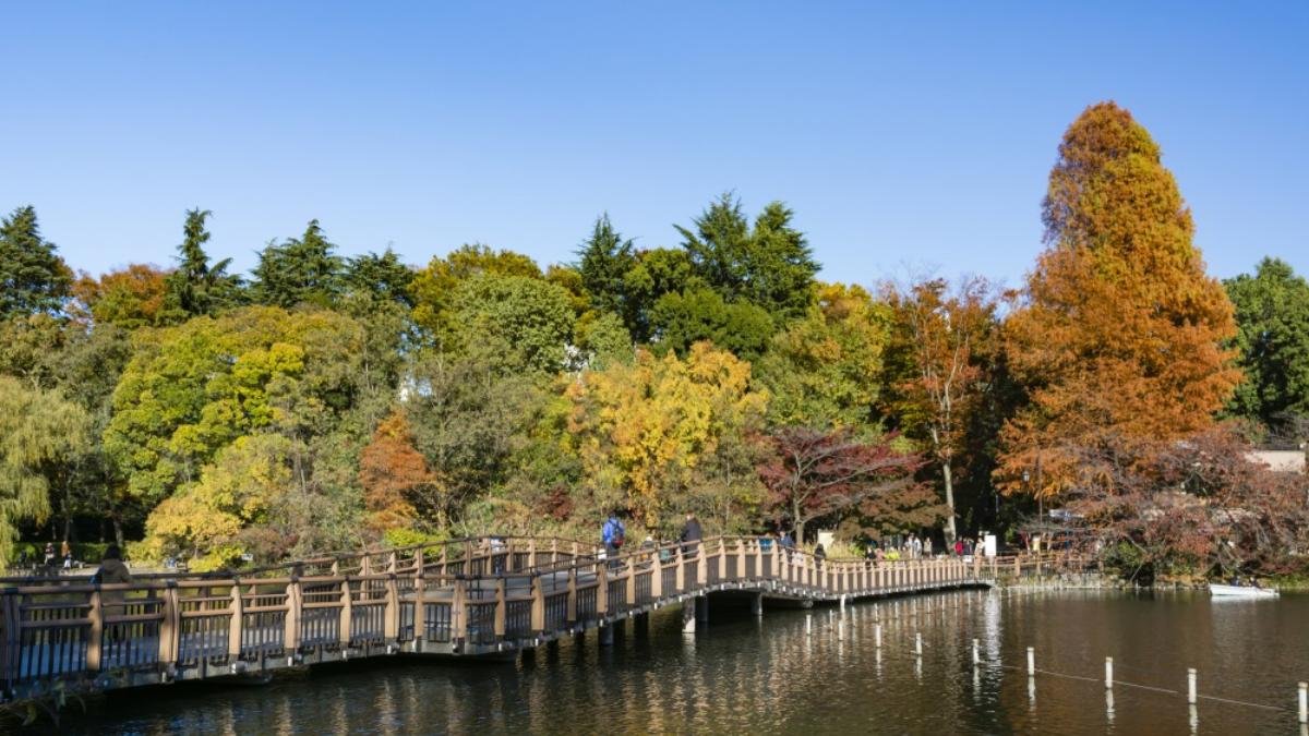 🏞️ 이노카시라 은사공원(이노카시라 온시코엔) 이미지 6